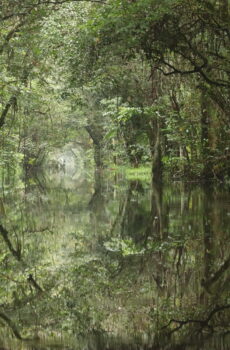 Marais de Kaw